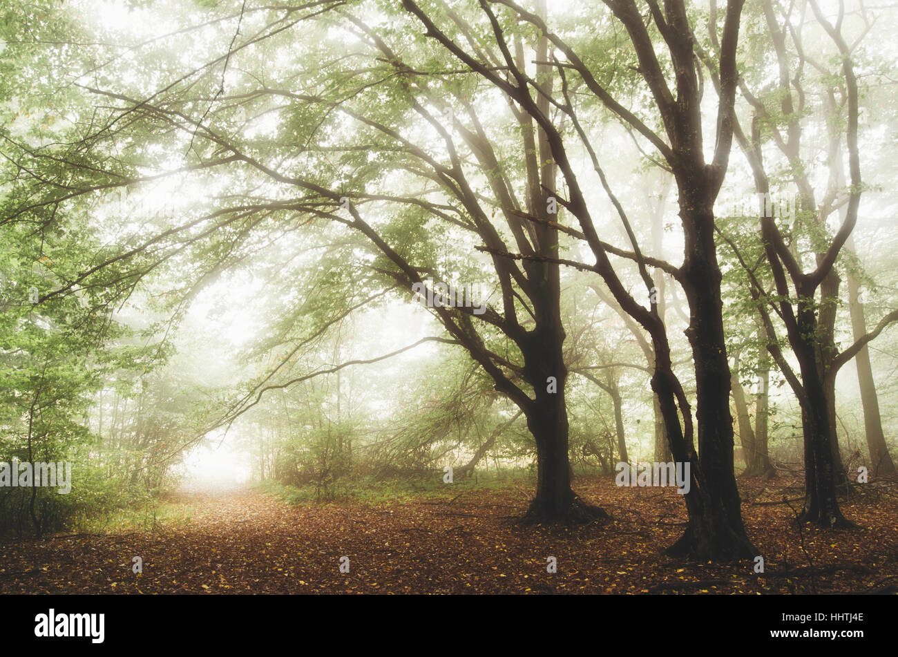 Trees vegetation in lush hi-res stock photography and images - Alamy