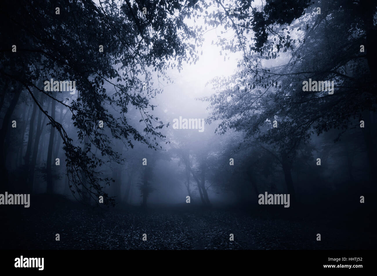 Dark woods in fog. Twilight landscape with trees in rainy weather Stock Photo