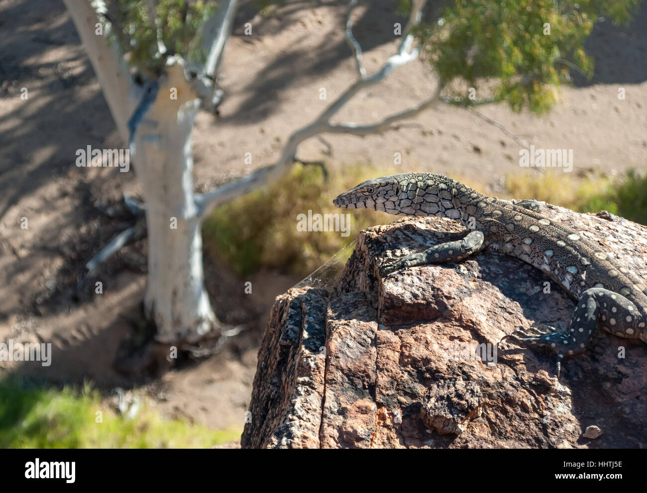 Australian lizard standing on a rock in the outback Stock Photo