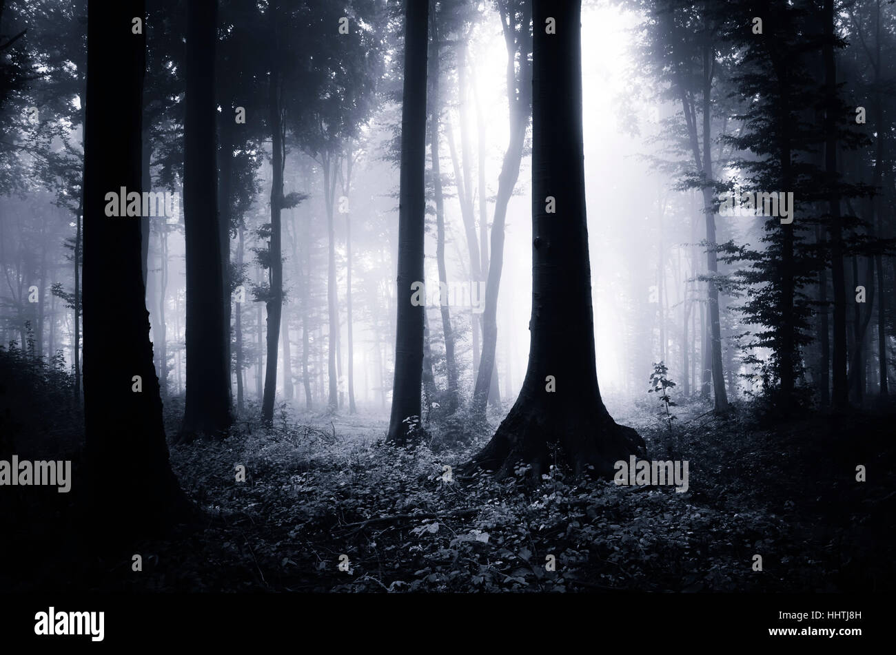 Dark woods in fog. Twilight landscape with trees in rainy weather Stock Photo
