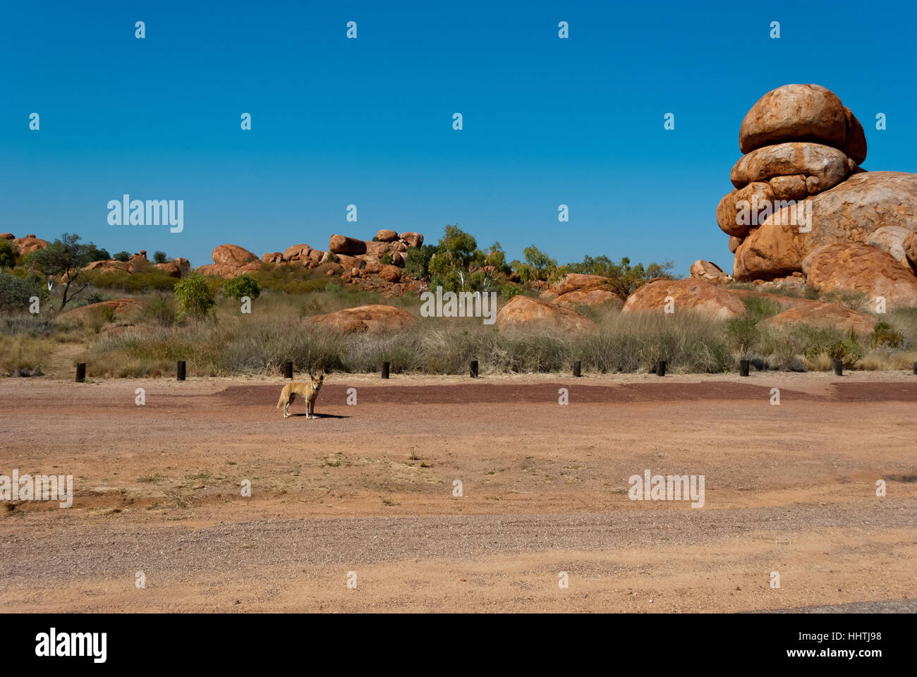 Wild dingo near Devils Marbles, Australia Stock Photo