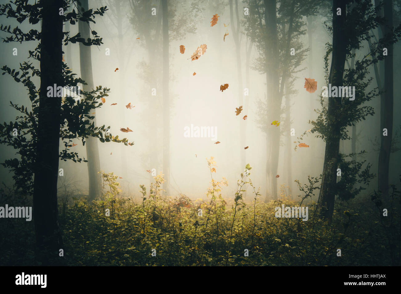 autumn leaves falling in misty forest landscape Stock Photo