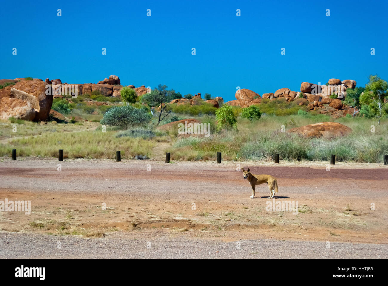 Wild dingo walking near Devils Marbles, Australia Stock Photo
