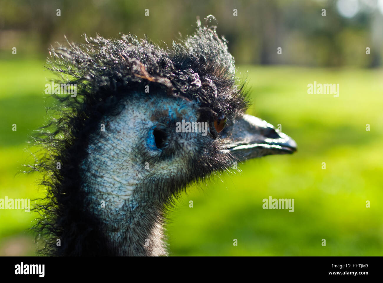 Wild emu in an Australian park Stock Photo