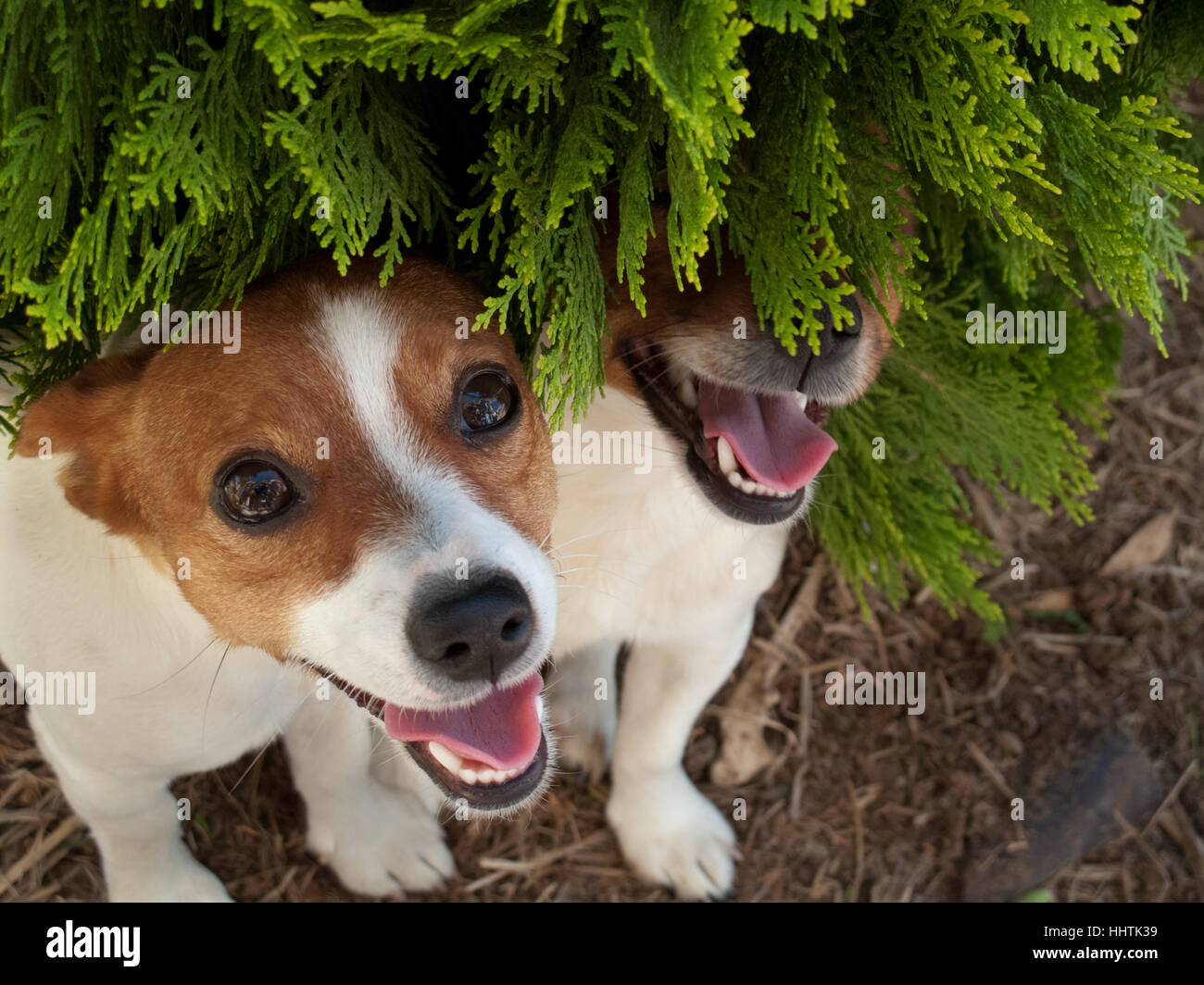 Happy pair of Jack Russells hiding under a bush Stock Photo
