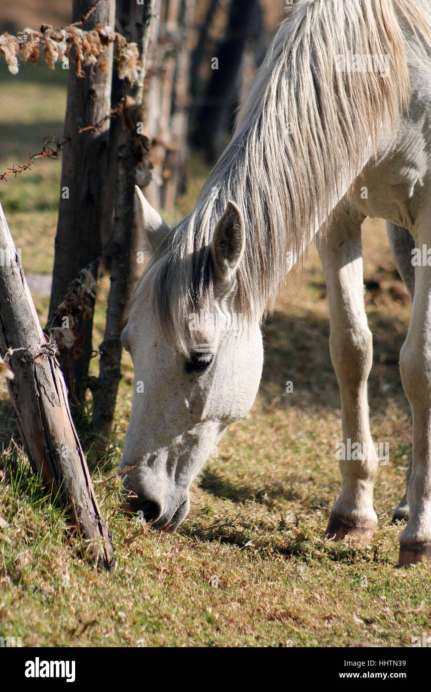 horse, animal, outdoor, farm, farm animal, rural, peasant, nature ...
