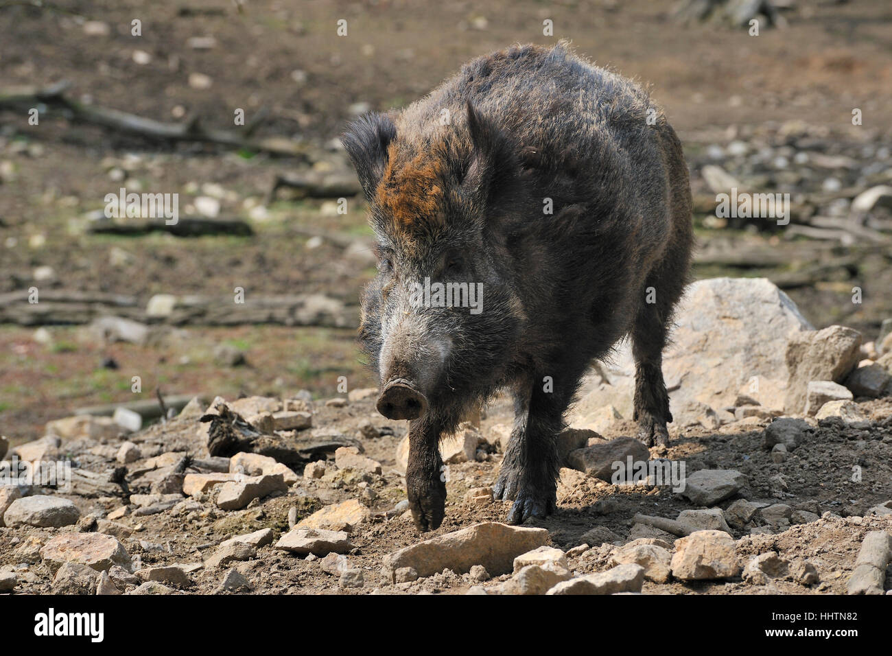 mud, wild boar, pig, wild animal, sow, forest, animal, mammal, wild, portrait, Stock Photo