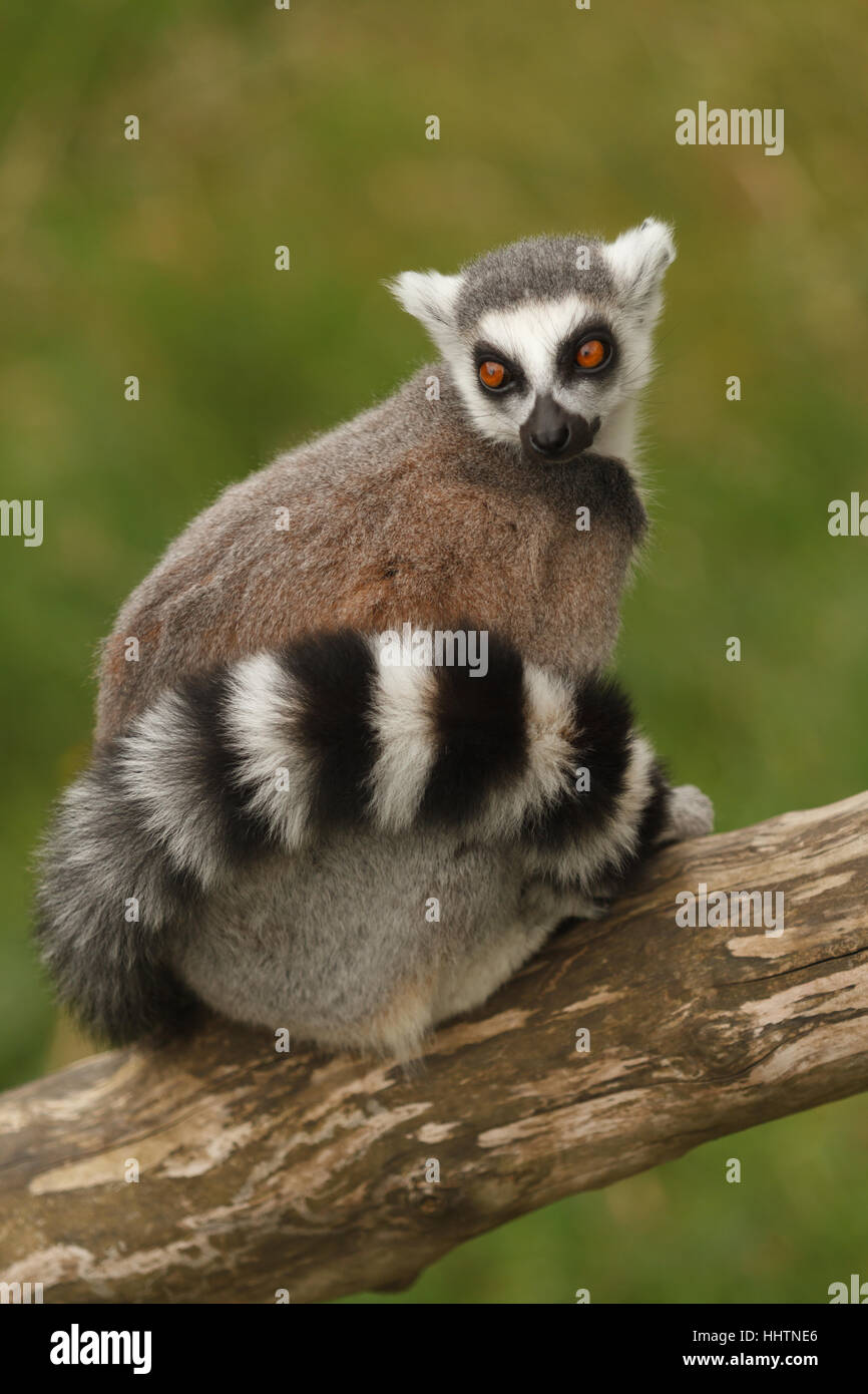 Madagascan Ring Tailed Lemur latin name Lemur catta indigenous to the southern part of the island of Madagascar a strepsirrhine primate now listed as  Stock Photo