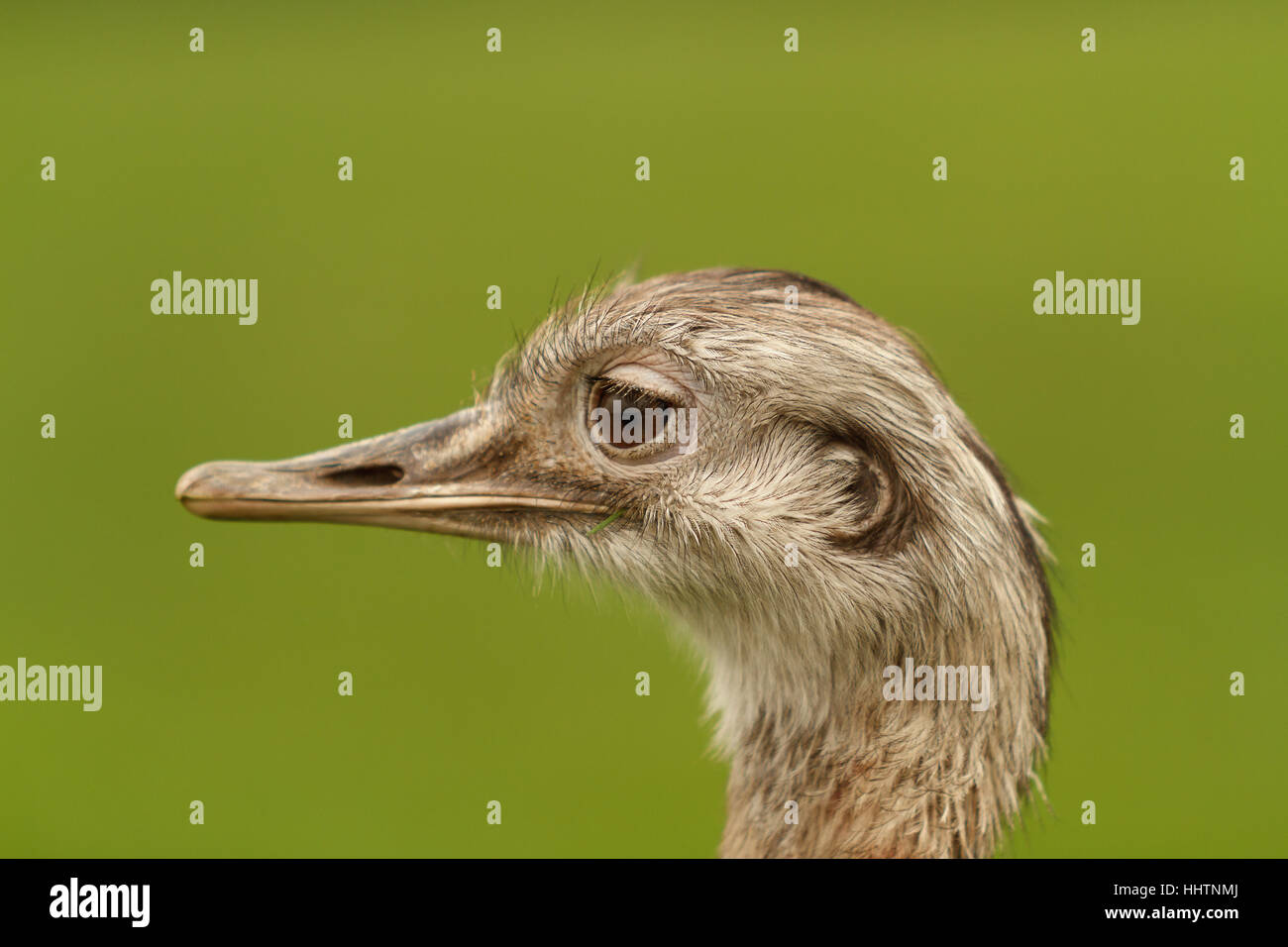 Greater Rhea latin name Rhea americana a large flightless bird from South America similar to the Emu or Ostrich female side head profile against a def Stock Photo