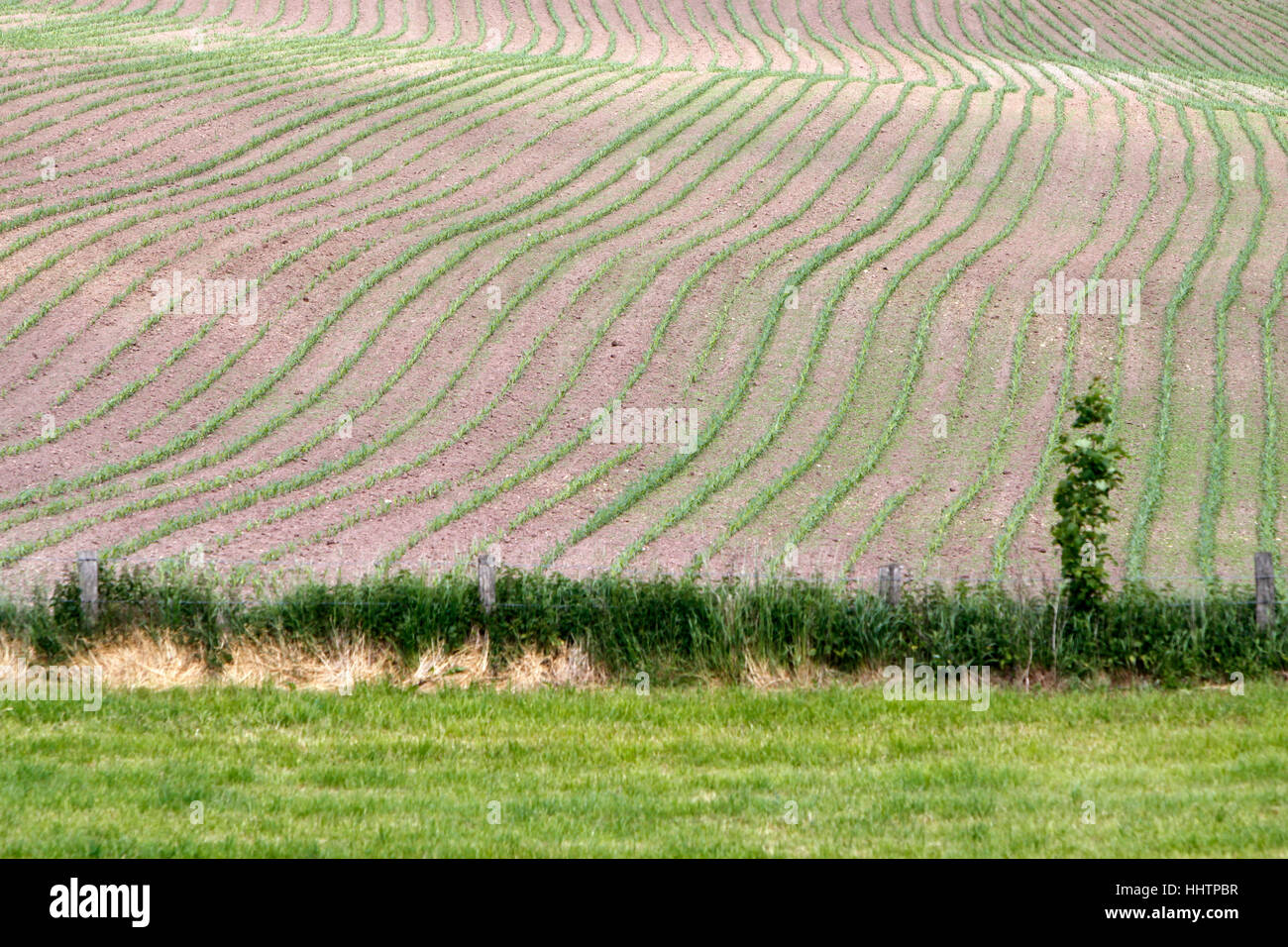 field, acre, corn, cornfield, agriculture, farming, field, acre, corn