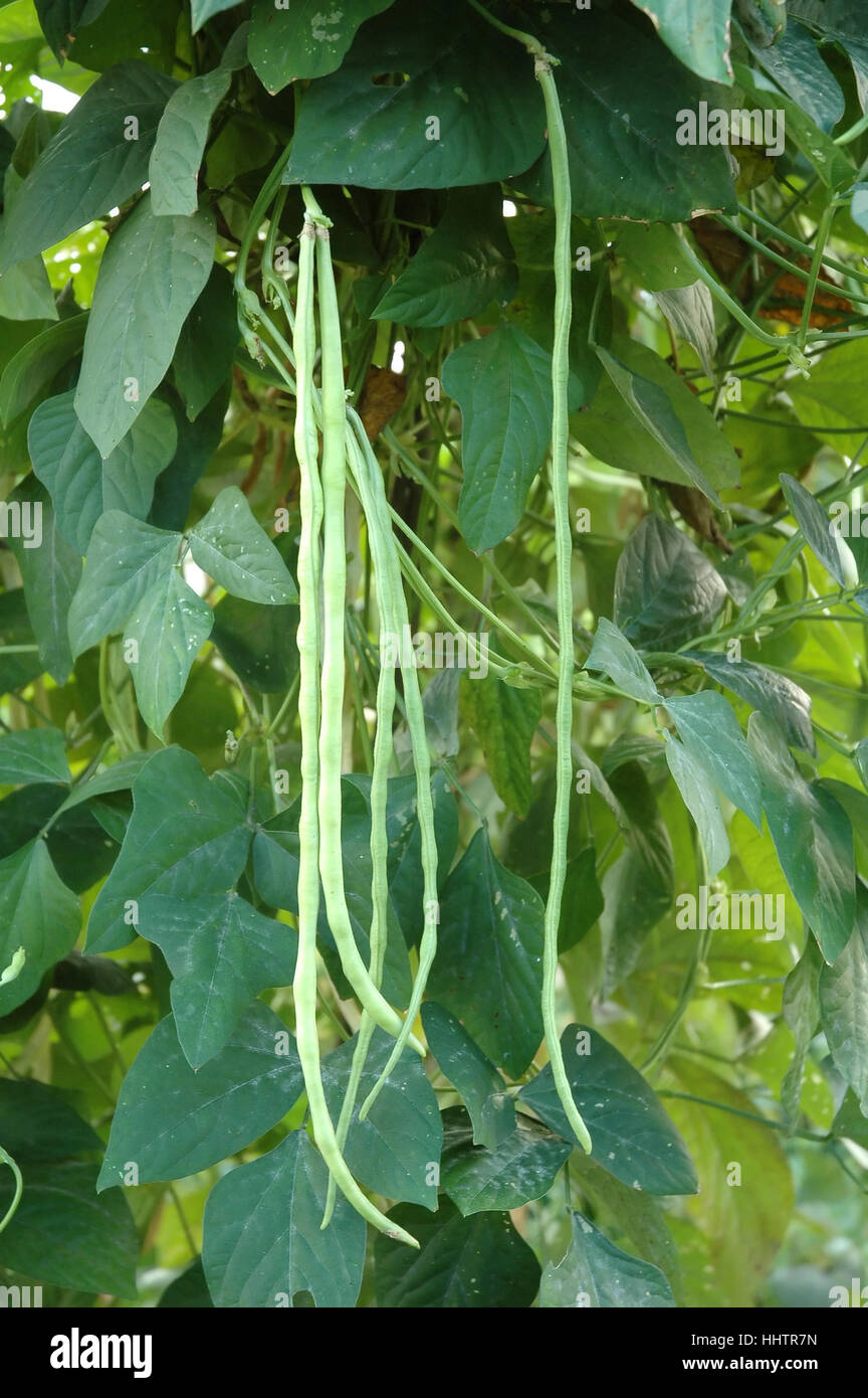 field, food, aliment, vitamins, vitamines, garden, agriculture, farming