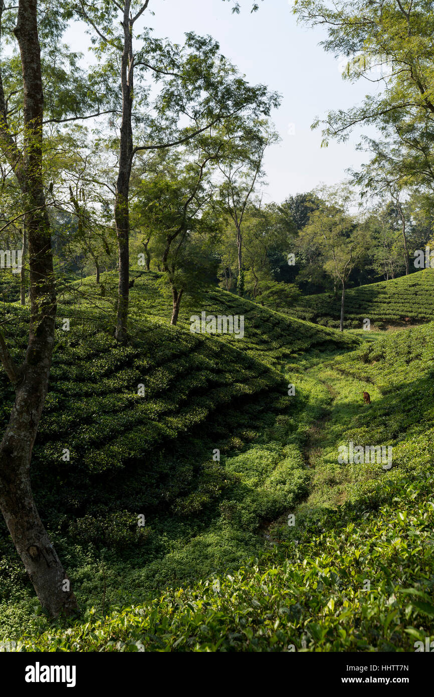 Assam tea plantation india hi-res stock photography and images - Alamy