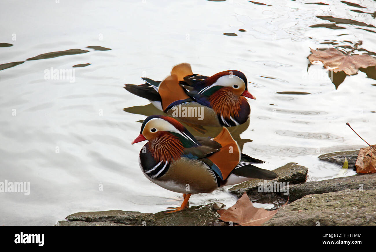 Mandrin Drake two mandarin drake Stock Photo - Alamy