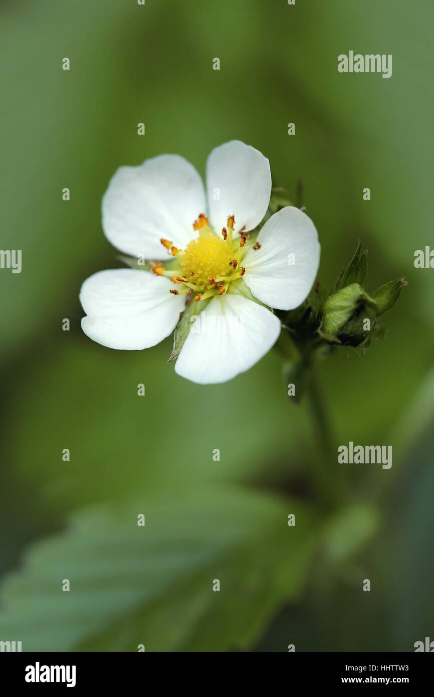 flower of wild strawberry Stock Photo - Alamy