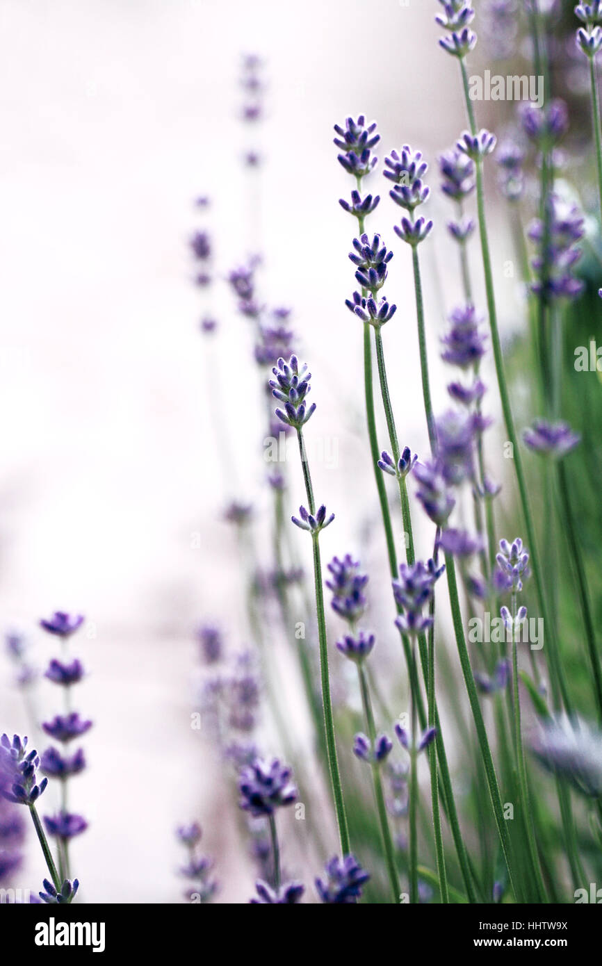 Was Sind Kruter Der Provence