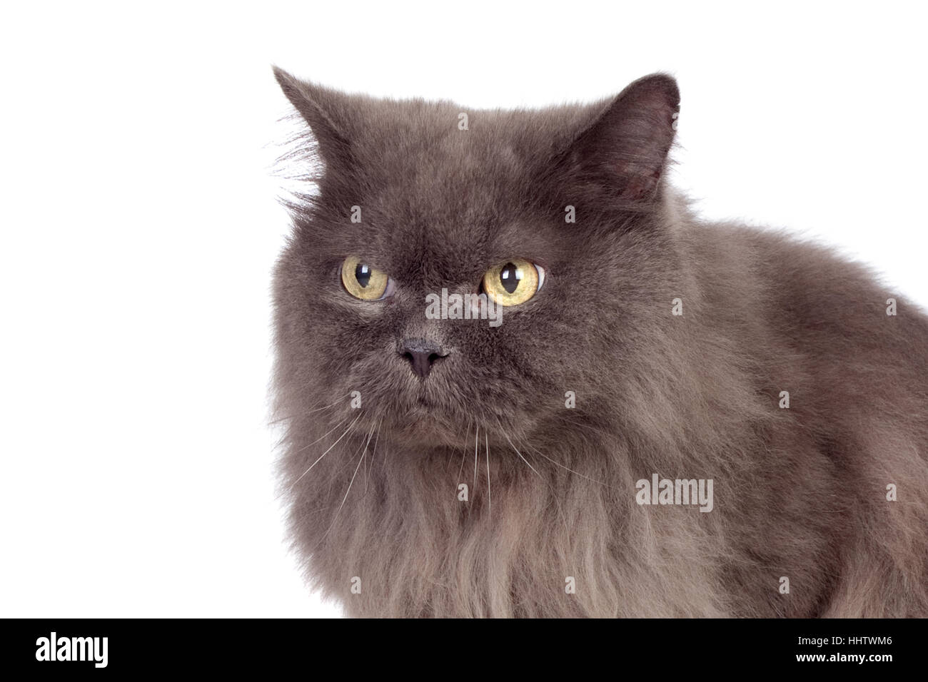 animal, pet, cat baby, kitten, homey, domestic, feline, persian, pussycat, cat Stock Photo Alamy