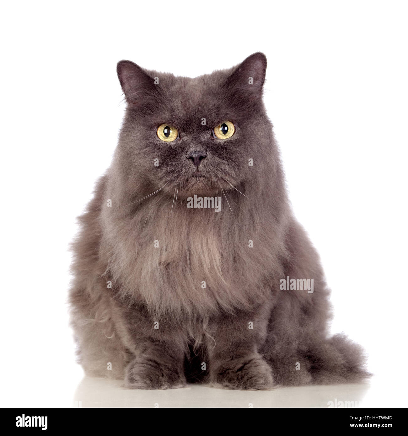 animal, pet, cat baby, kitten, homey, domestic, feline, persian, pussycat, cat Stock Photo Alamy