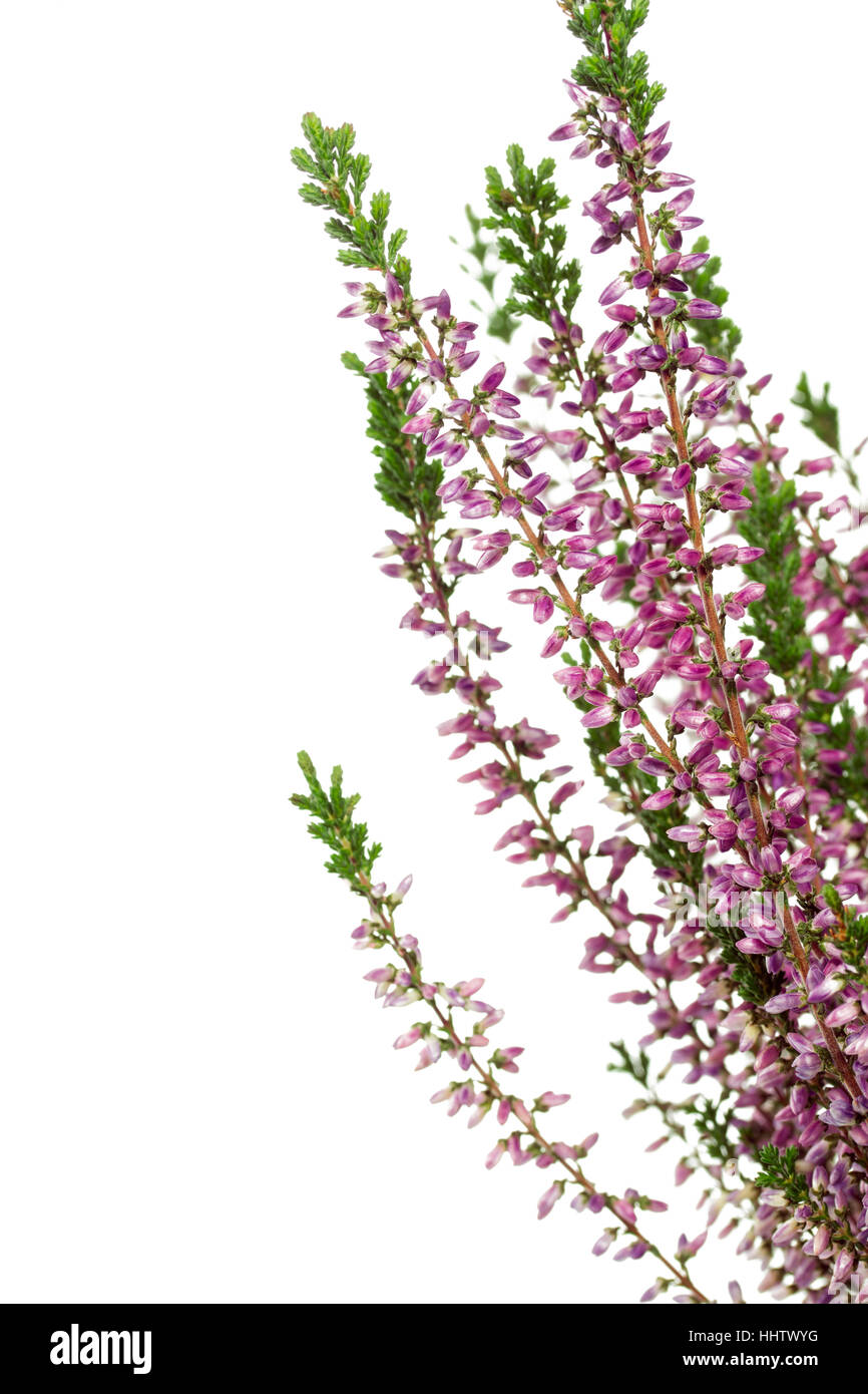 bloom, blossom, flourish, flourishing, purple, heather, plant, macro, close-up, Stock Photo