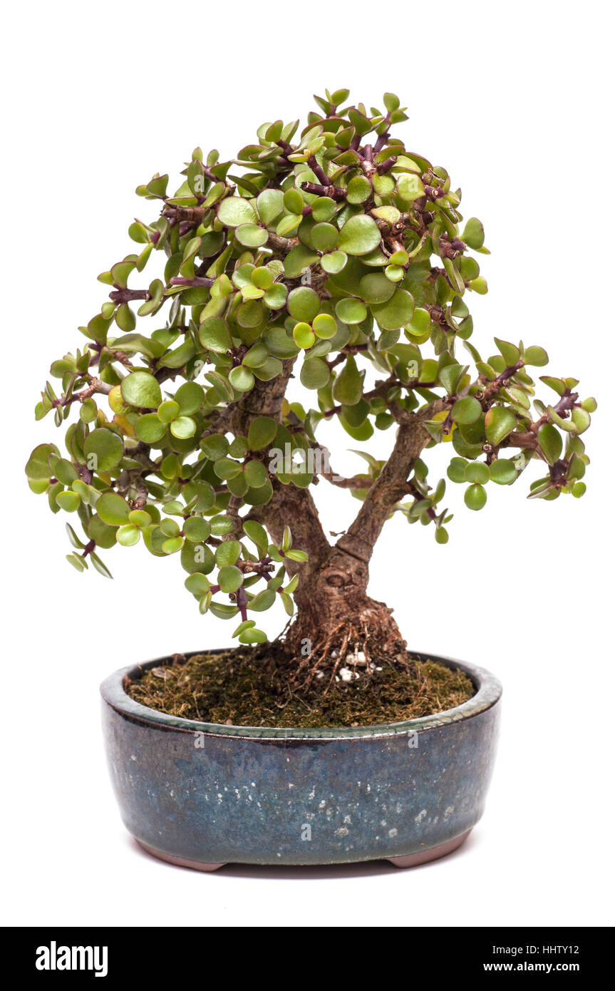 jadebaum (portulacaria afra) as bonsai Stock Photo - Alamy