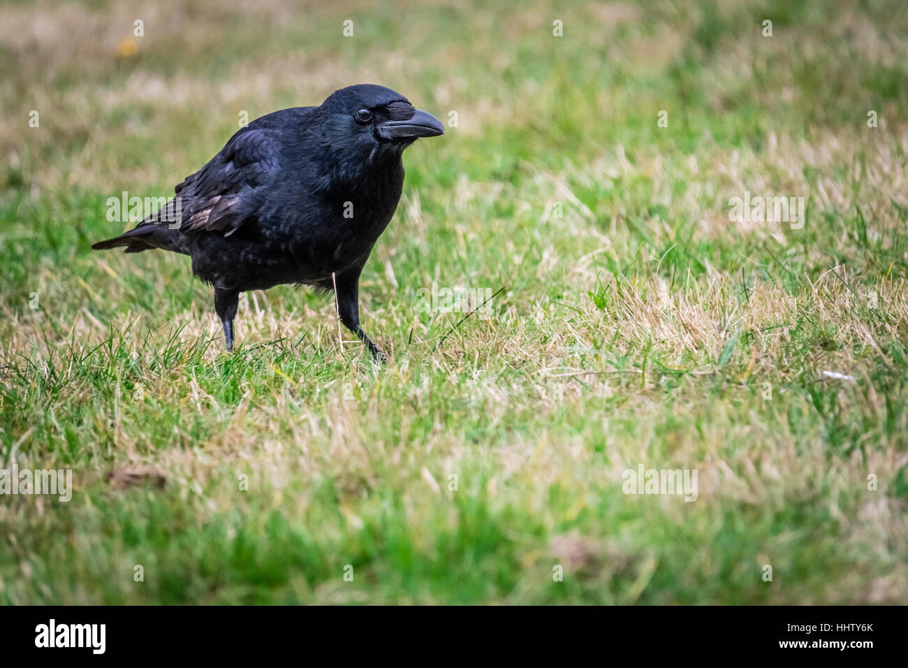 Black crow wading through the grass in a park in spring Stock Photo