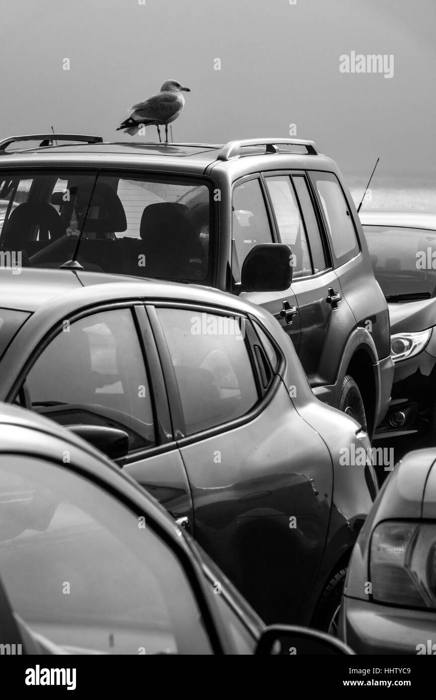 Seagull sitting on a roof of a car on a parking on a seaside in English town Stock Photo