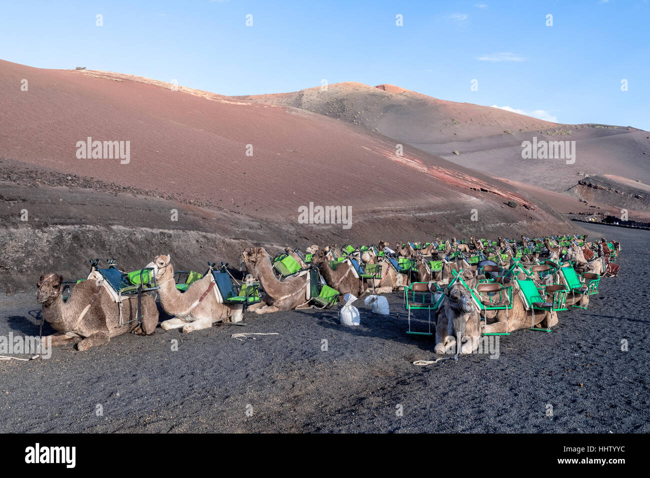 camels in National Park Timanfaya, Montanas del Fuego, Yaiza, Lanzarote, Canary Islands, Spain Stock Photo