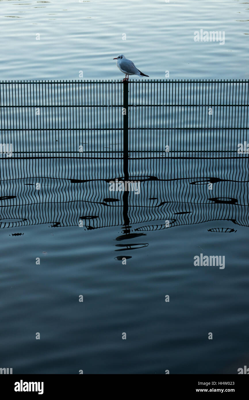 Single small bird sitting on a fence in water in a pond in Regents Park in London in the morning Stock Photo