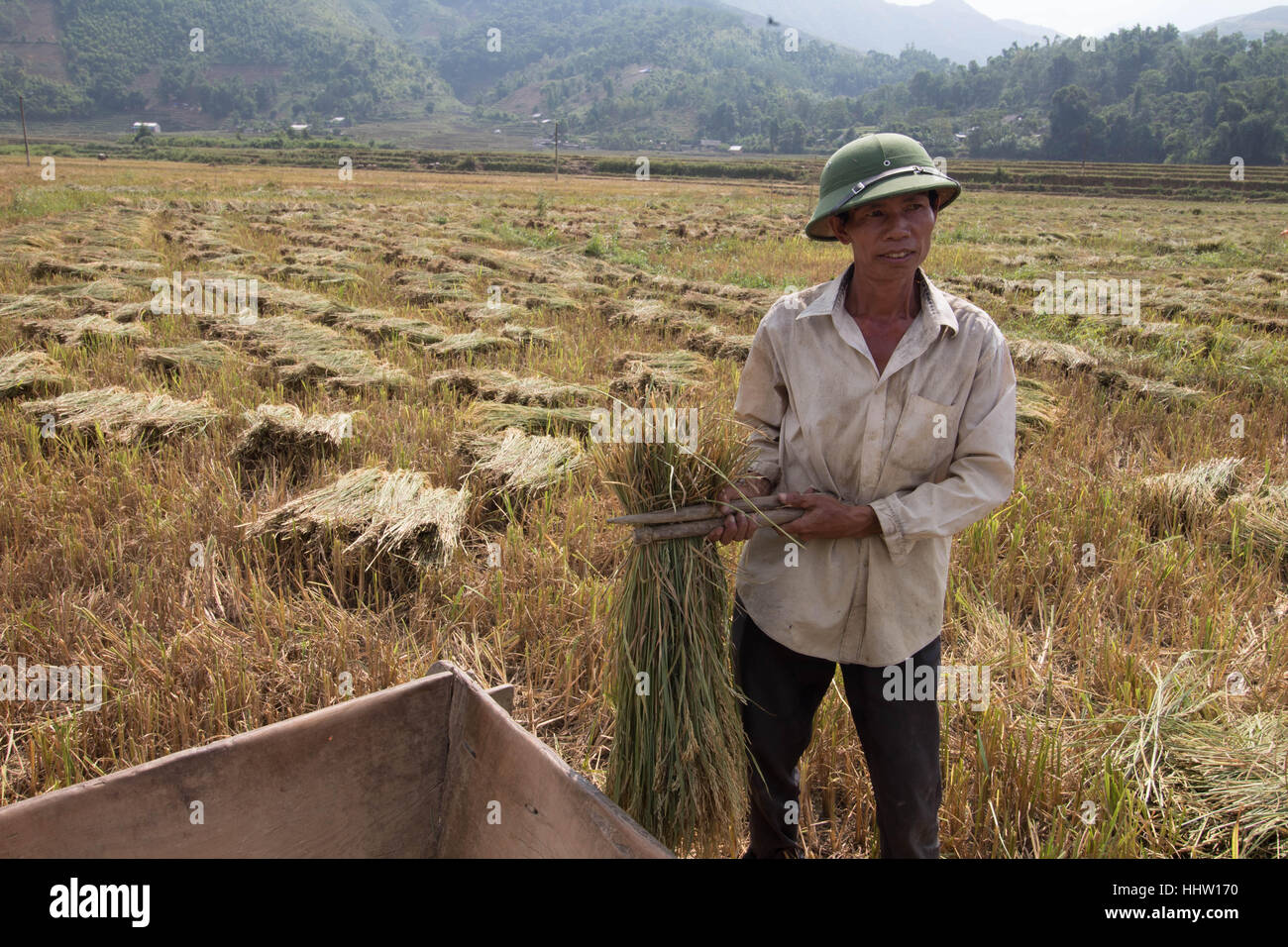 Vietnamese man harvesting rice in a Sa Pa rice paddy. Stock Photo