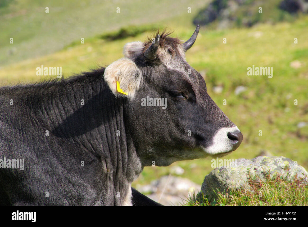 animal, alps, alp, austrians, cow, bovine, mountain, animal, green ...