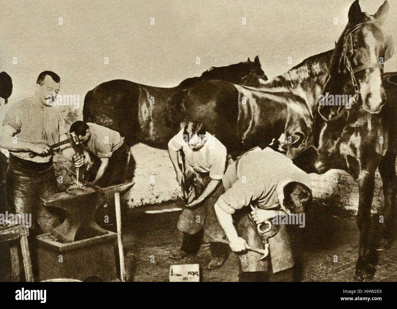 Blacksmiths shoeing work horses at the stables for the horse-powered omnibus. The last horse-drawn bus journey was 25 October Stock Photo