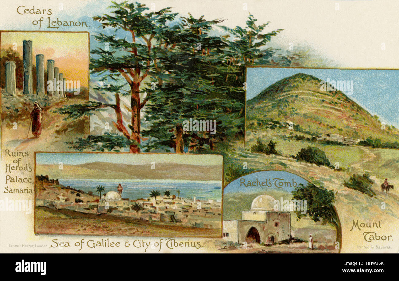 Scenes of the holy land, late 19th century postcard showing the cedars
