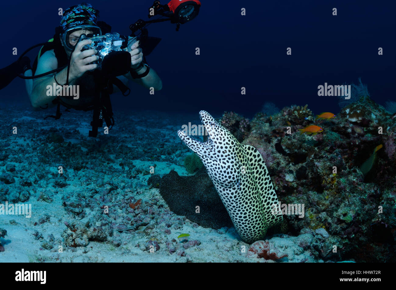 A diver is taking picture of a honeycomb moray eel, North Male Atoll, Maldives Stock Photo