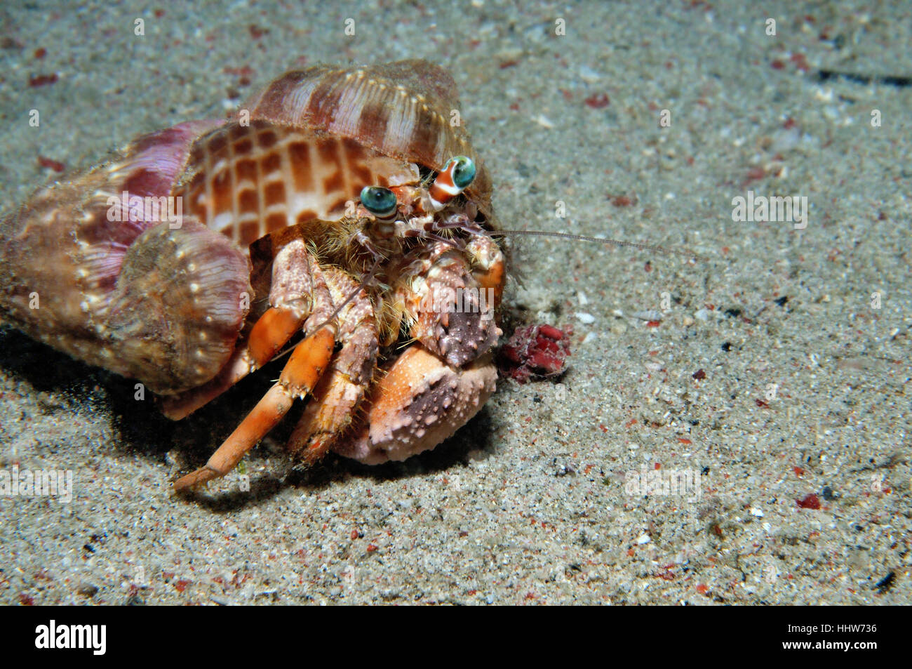 Anemone hermit crab laden with anemones for camouflage and defense, Puerto Galera, Philippines Stock Photo