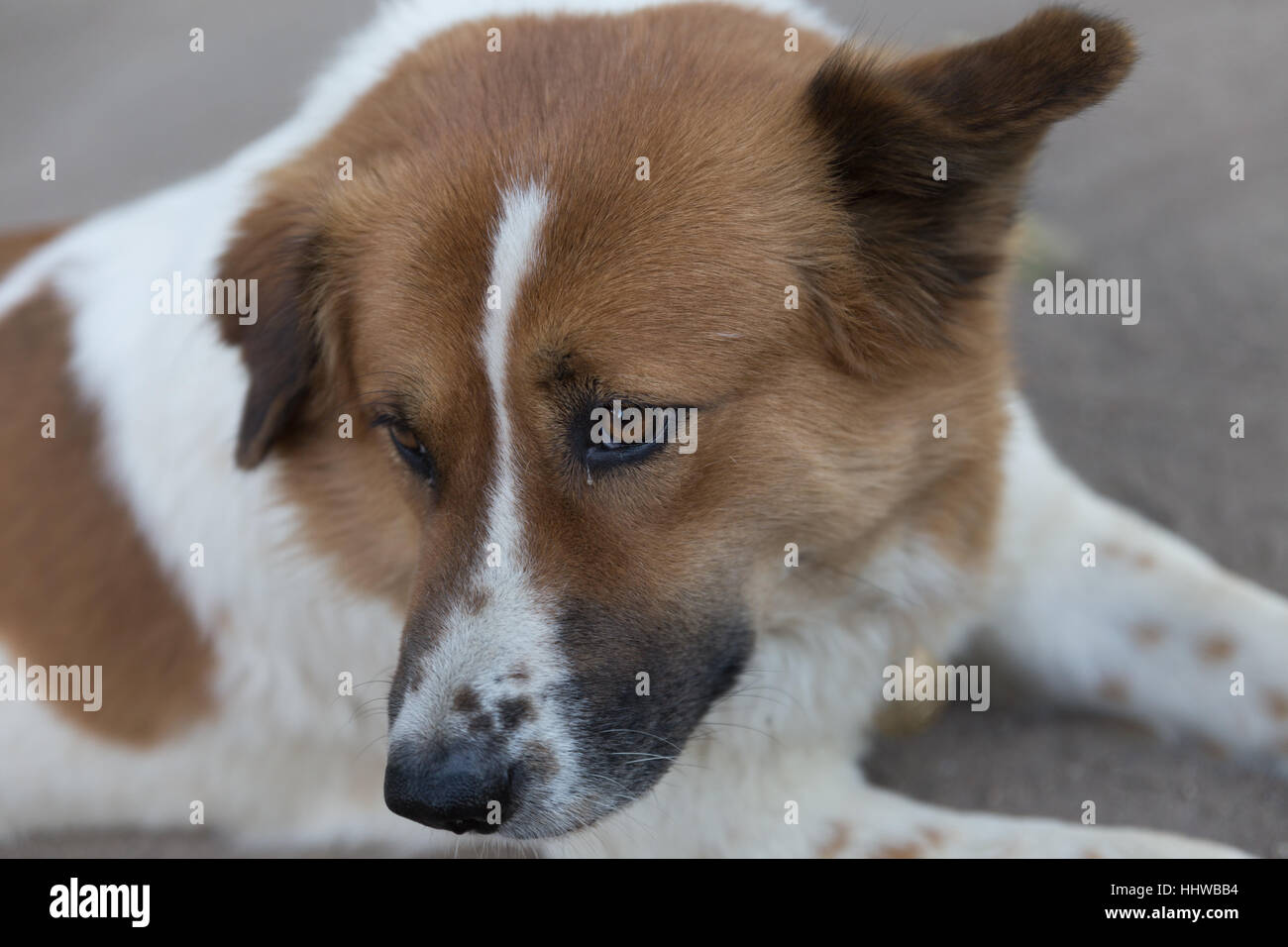 white and brown cute dog laying down resting on ground Stock Photo
