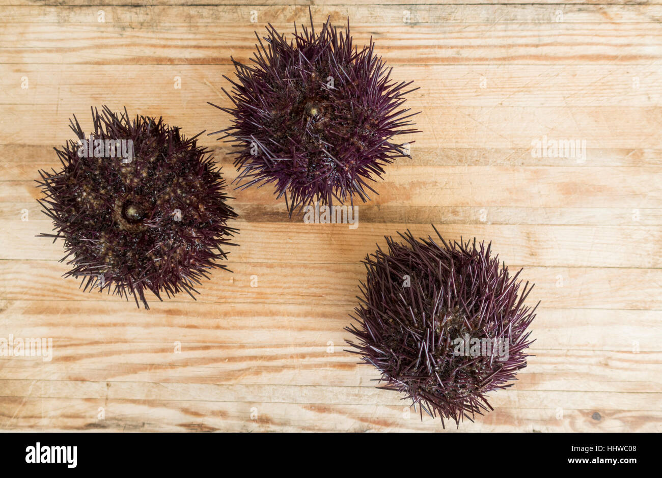 Mediterranean Sea Urchins on Cutting Board Stock Photo