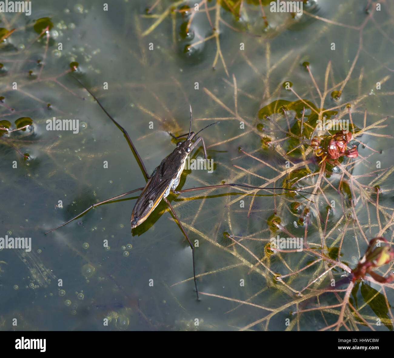 Common Pond Skater using surface tension, with plants and bubbles Stock