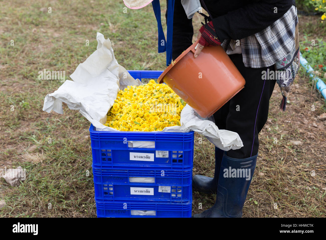 Chiang Mai, Thailand - November 28, 2016: unidentified farmer harvesting Chrysanthemum flower for producing tea in Maejo farm in Chiang Mai, Thailand Stock Photo
