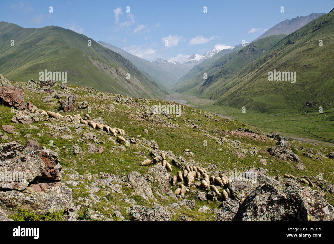 georgia, herd, sheep (pl.), blue, mountains, asia, distance, blank, european, Stock Photo