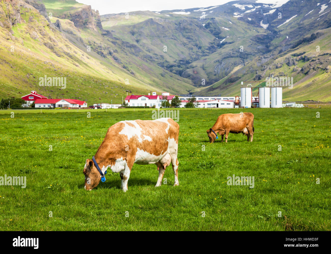 Brown Holstein cow grazing at pasture in Iceland with dairy farm in ...