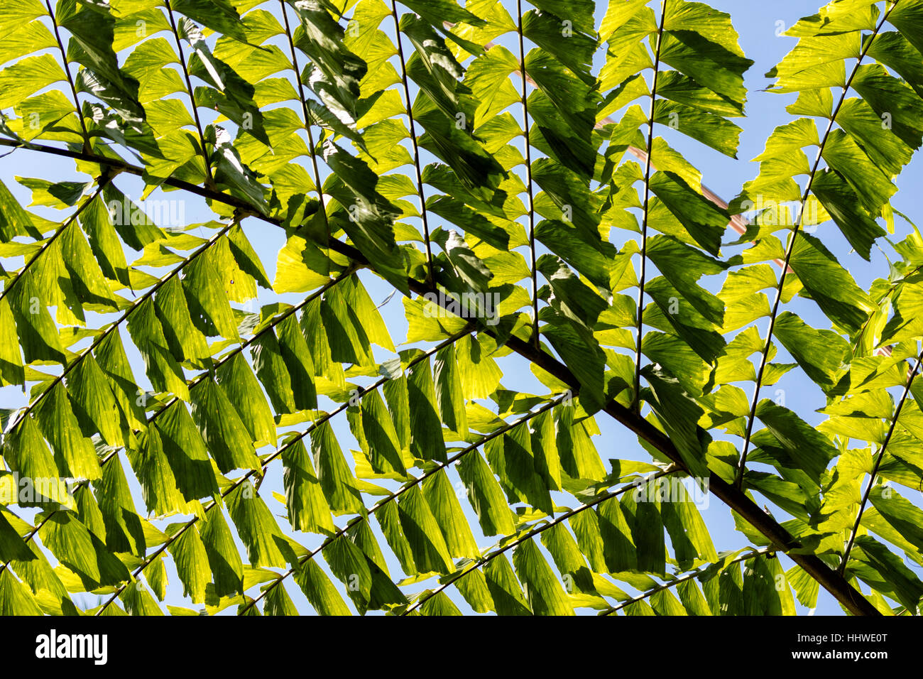 green leaves against bright sky in daytime Stock Photo
