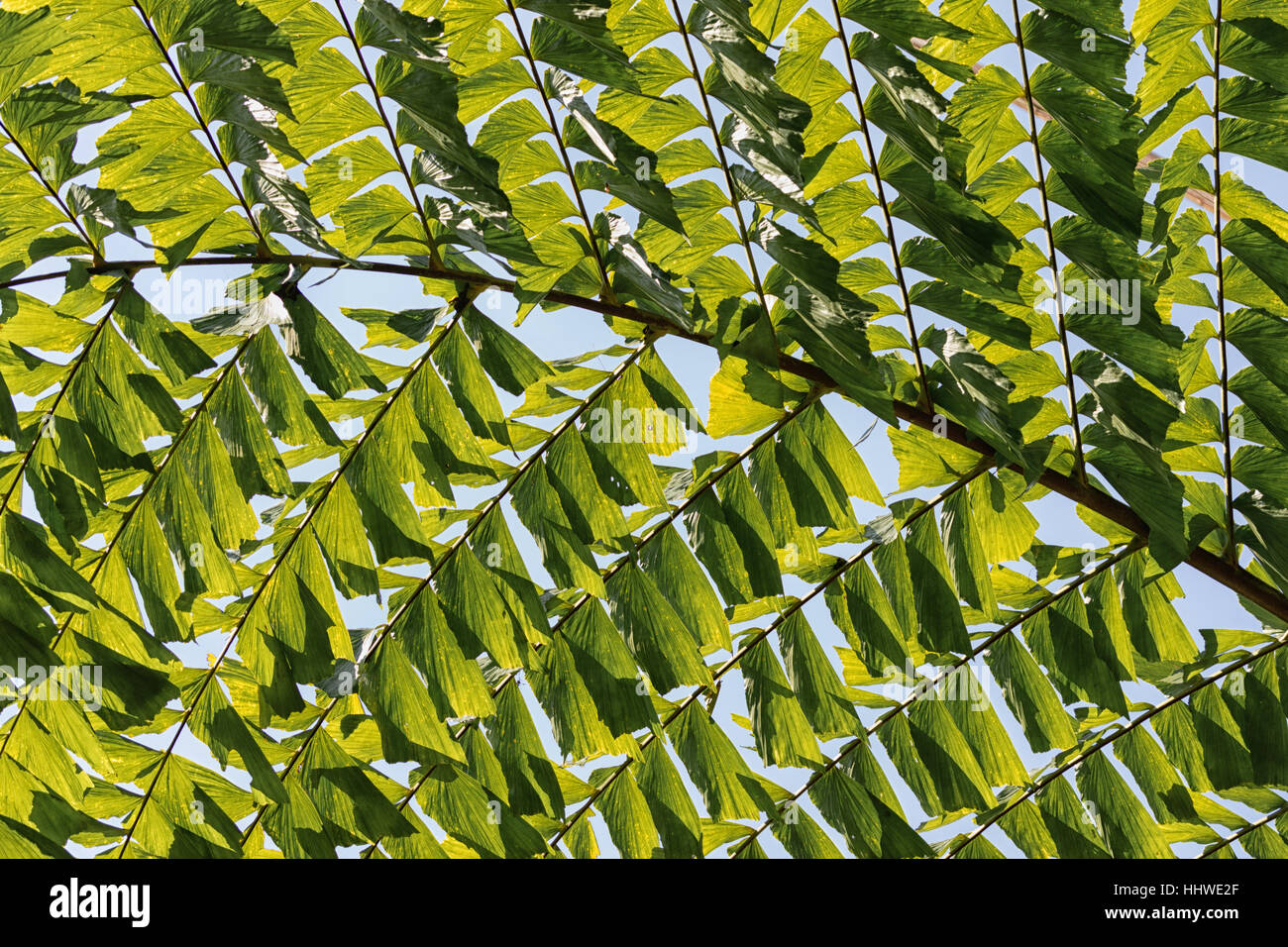 green leaves against bright sky in daytime Stock Photo