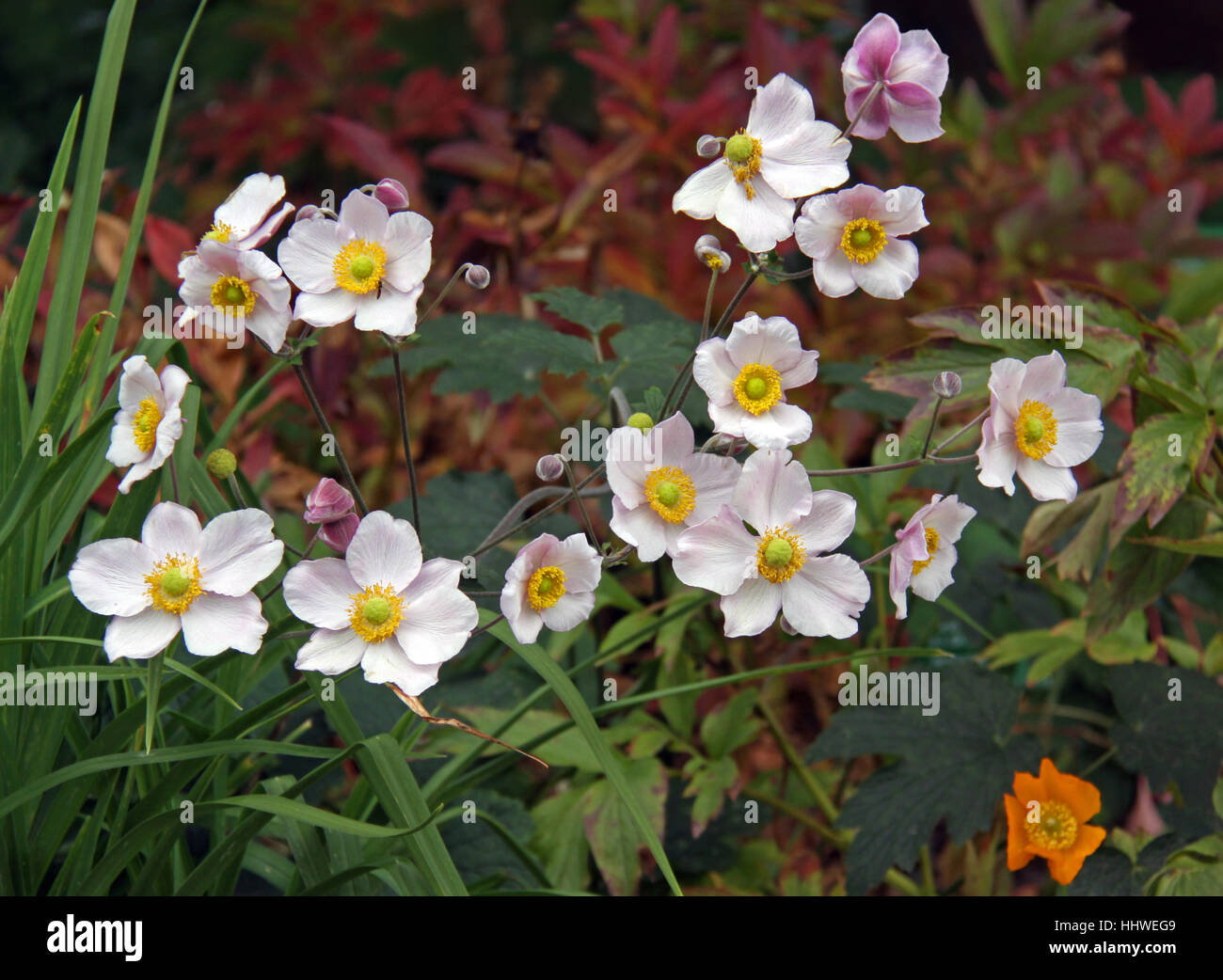 anemone, fall, autumn, flora, botany, anemone, september, fall, autumn, Stock Photo