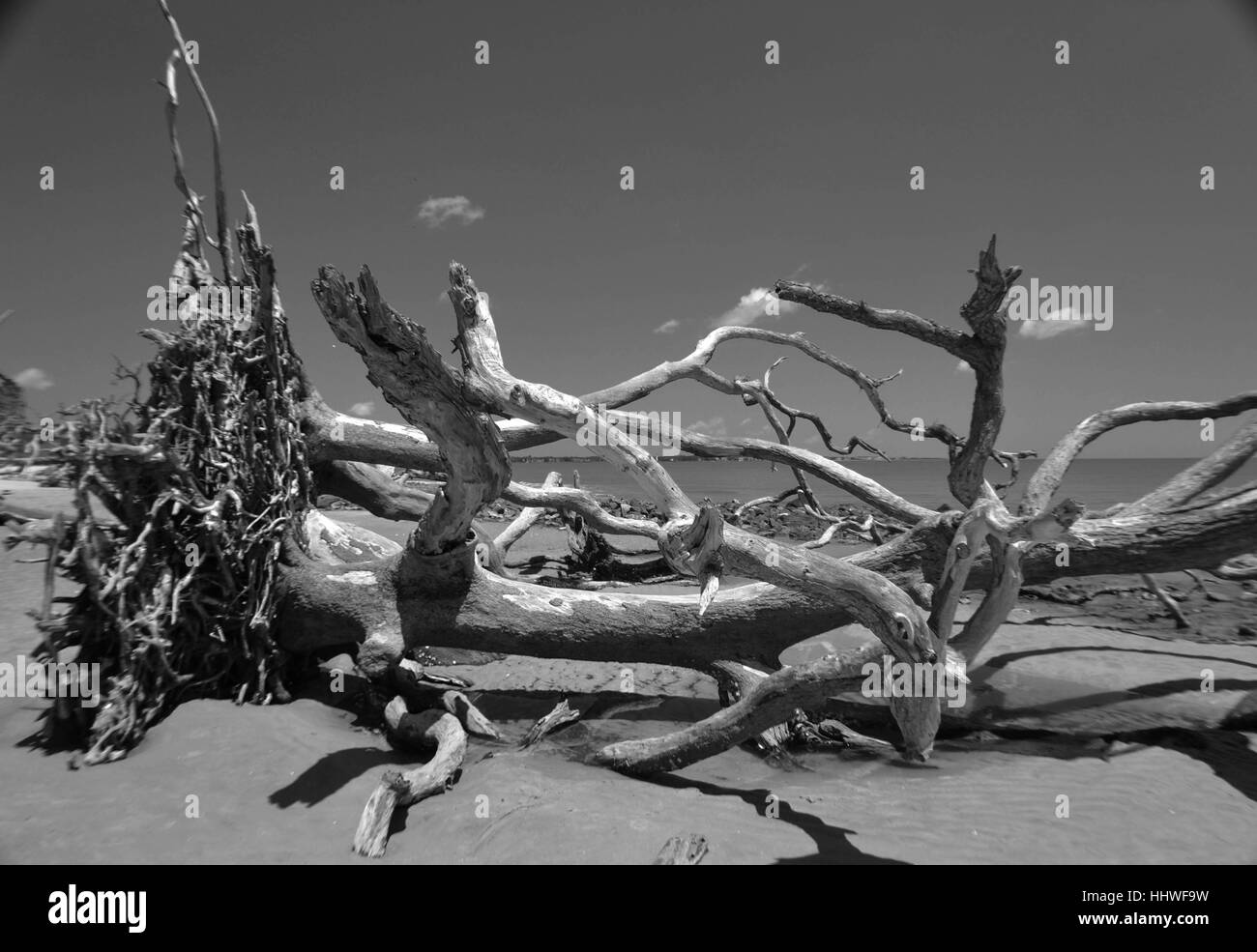 Tree driftwood Black and White Stock Photos & Images - Alamy