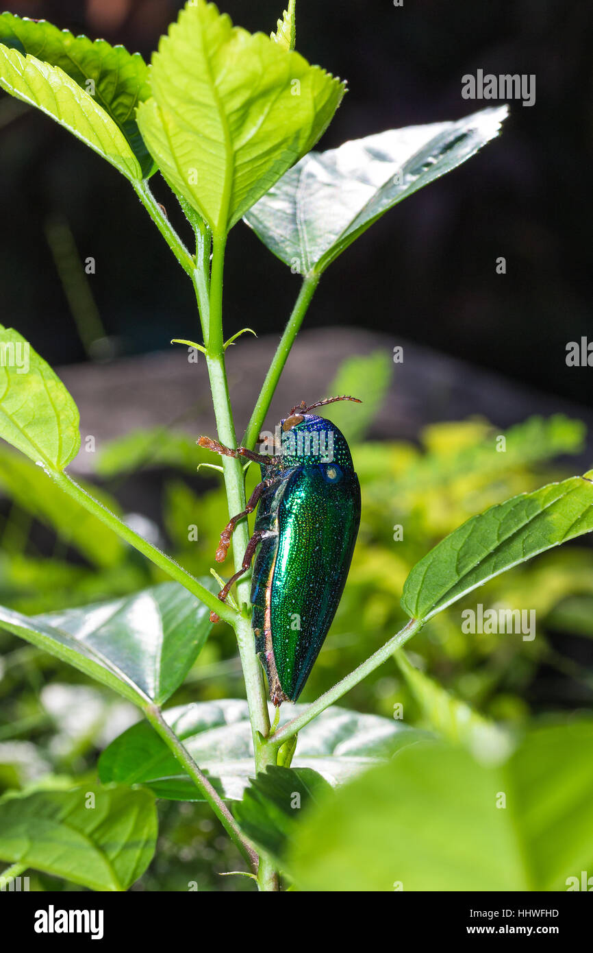 Jewel Beetle (Sternocera ruficornis) on the tree Stock Photo Alamy
