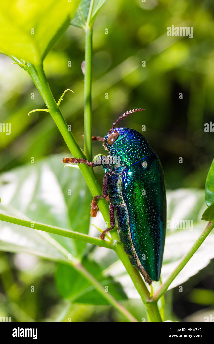 Jewel Beetle (Sternocera ruficornis) on the tree Stock Photo Alamy