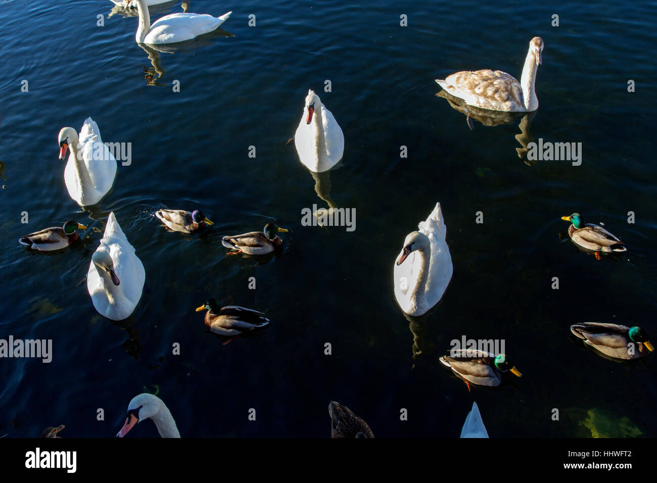 Pack of Ducks Stock Photo Alamy