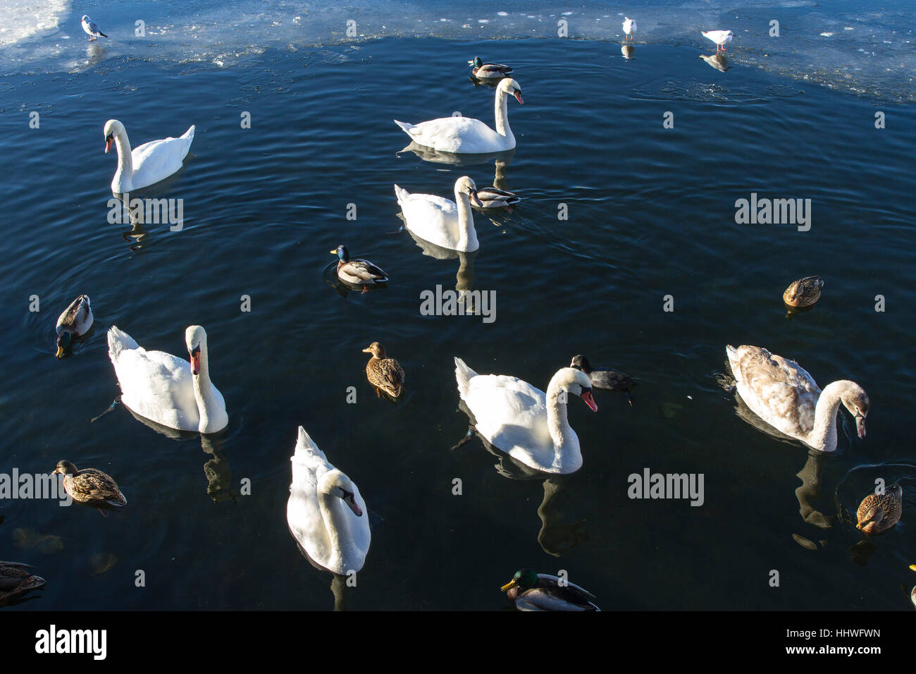 Pack of Ducks Stock Photo Alamy