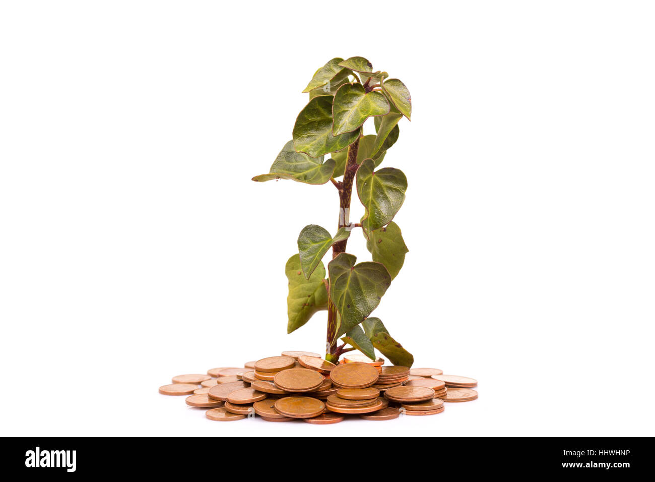 Coins and plant isolated on white background Stock Photo - Alamy
