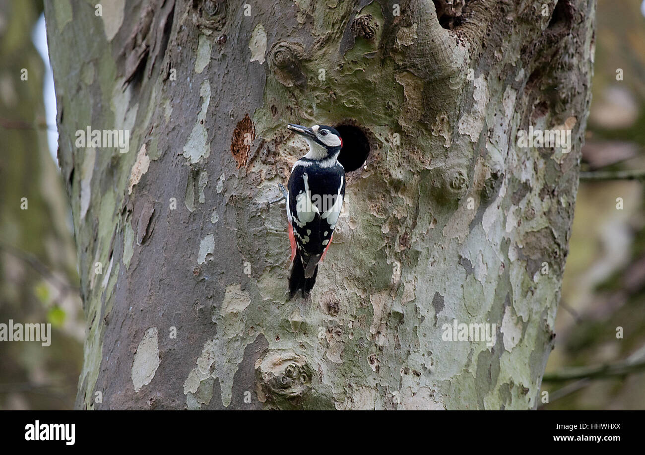 Great Spotted Woodpecker 'Dendrocopos major', Abergwili, Carmarthen Stock Photo