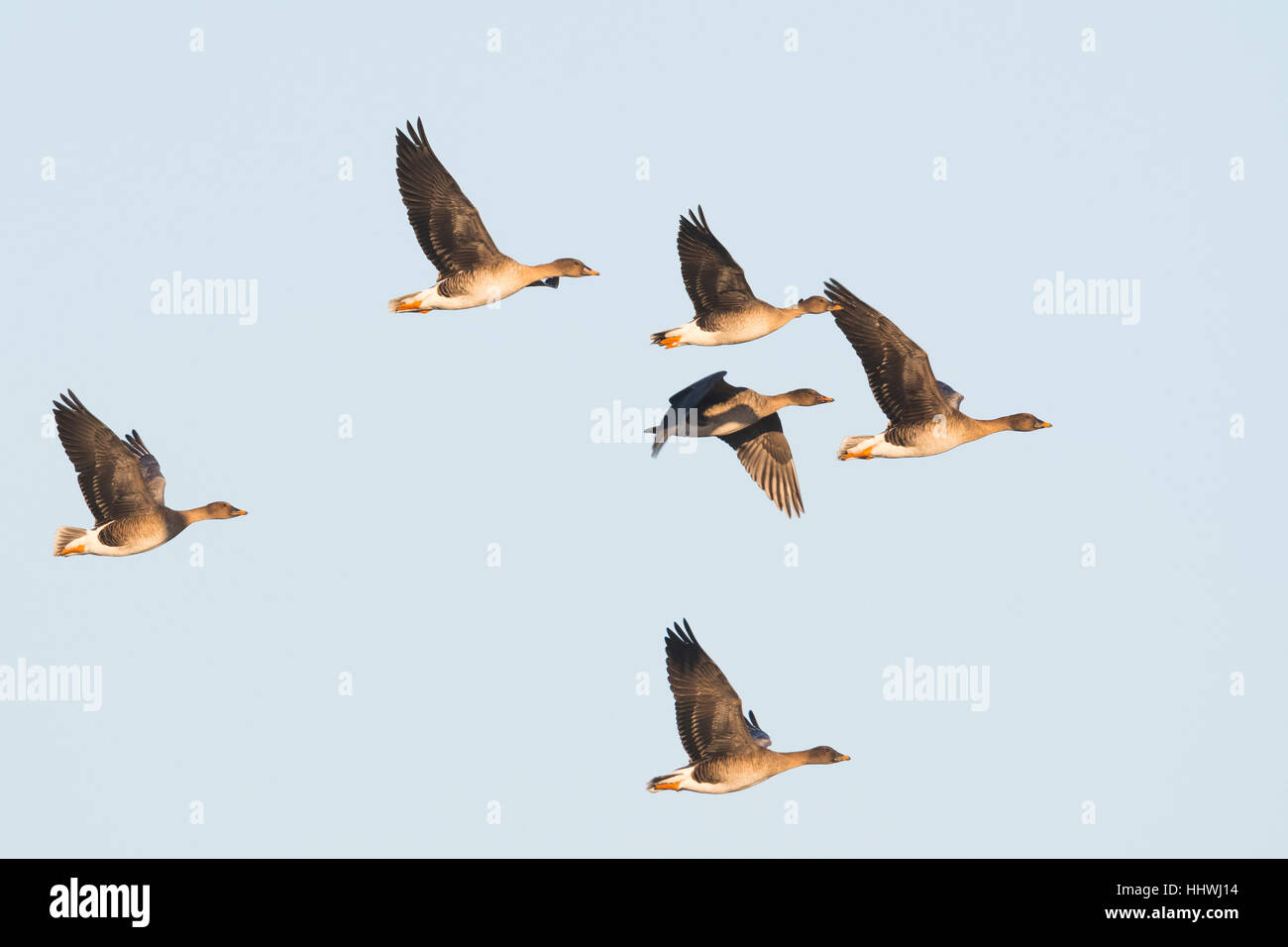 Bean geese (Anser fabalis) flying, Emsland, Lower Saxony, Germany Stock Photo